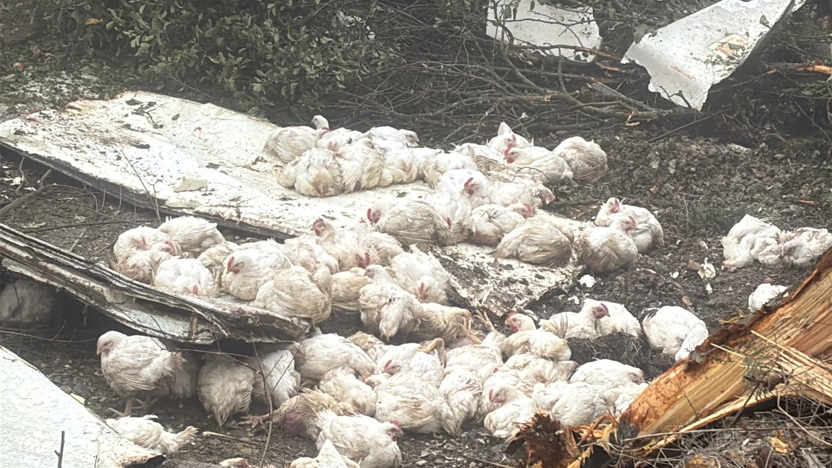BOLU'DA VİRAJI ALAMAYAN KAMYON DEVRİLDİ: ONLARCA TAVUK TELEF OLDU