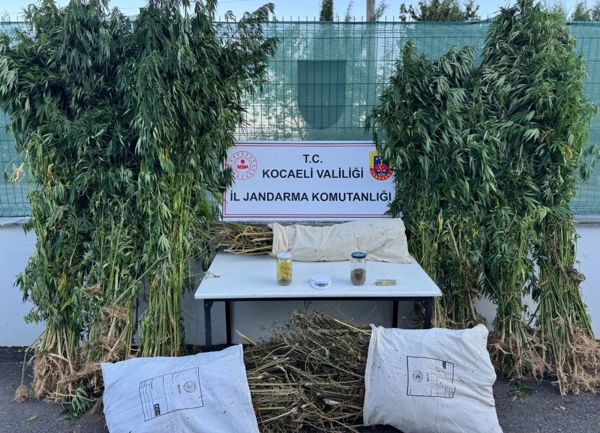 KOCAELİ'DE 12 KİLO ESRAR VE 583 KÖK KENEVİR ELE GEÇİRİLDİ