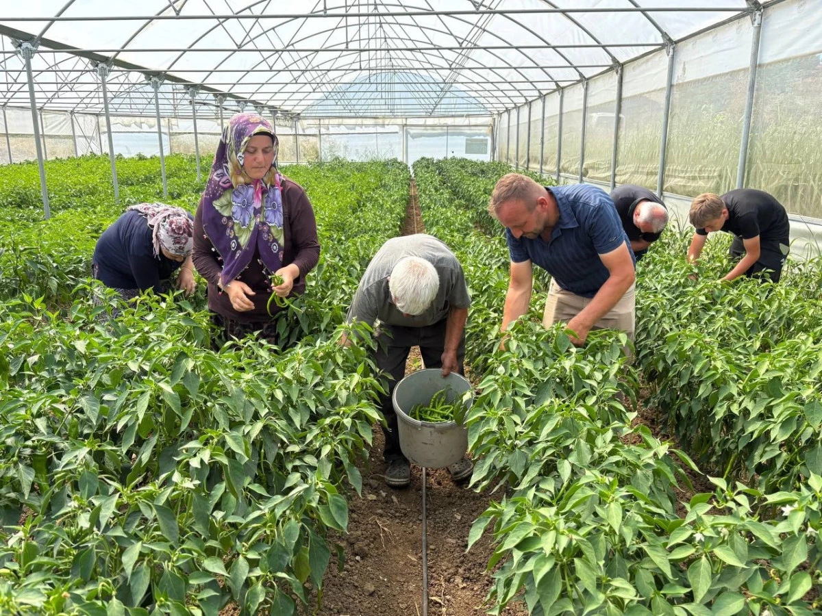 KOCAELİ'DE Y&Uuml;ZDE 50 HİBE DESTEKLİ MODERN SERALARDA İLK HASAT BAŞLADI