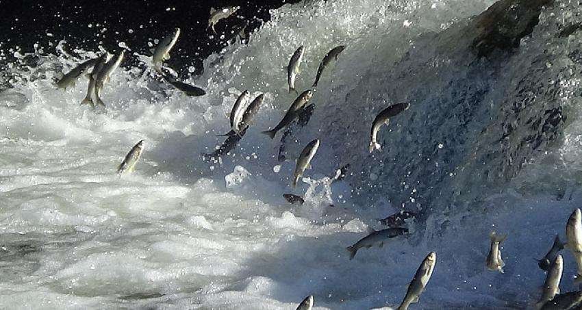 UÇAN BALIKLAR GÖRENLERİ MEST EDİYOR